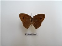 藏品(小眉眼蝶)的圖片